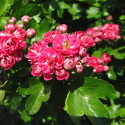 Mature Crataegus Pauls Scarlet, Double Red Flowered or Midland Hawthorn Tree **FREE UK MAINLAND DELIVERY + FREE 100% TREE WARRANTY**